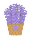 Lavender flowers in basket with bow vector illustration. Provence wildflowers